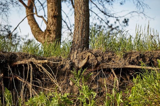 Un arbre avec une coupe transversale du sol et des racines saillantes