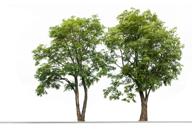 Arbre de couple sur fond blanc