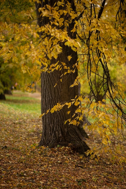 Arbre couvert de feuilles d'or dans le parc en automne