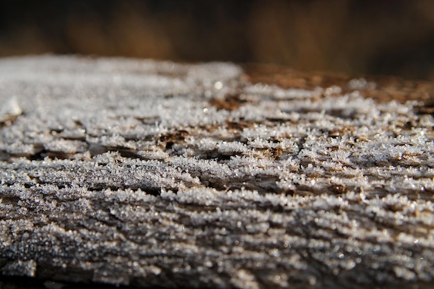 Arbre couvert de givre en gros plan