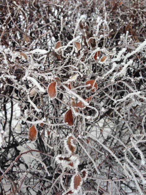 Un arbre couvert de glace et de givre a été recouvert de glace.