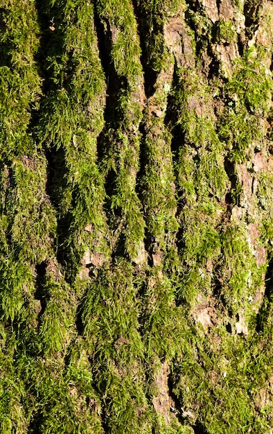 arbre couvert de mousse et de lichen