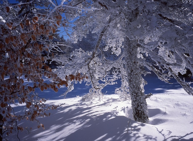 Arbre couvert de neige sur le champ