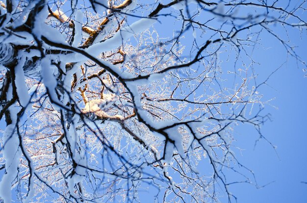 Arbre couvert de neige dans les rayons du soleil couchant dans le ciel du soir