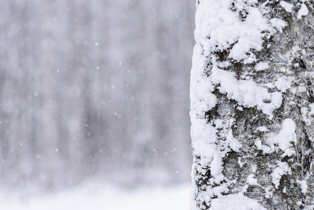 L&#39;arbre a couvert de neige épaisse en hiver à la Laponie, en Finlande.