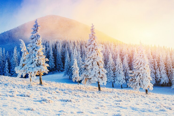 Arbre couvert de neige d'hiver magique. Coucher de soleil dans les Carpates.
