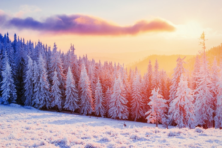 Photo arbre couvert de neige d'hiver magique. coucher de soleil dans les carpates.