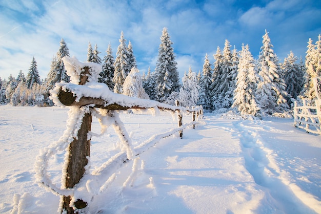 Arbre couvert de neige d'hiver magique