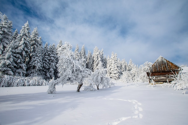 Arbre couvert de neige d'hiver magique