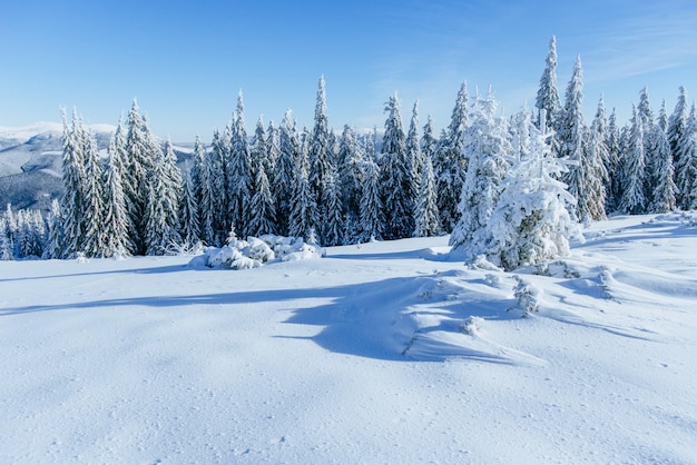 Arbre couvert de neige d'hiver magique