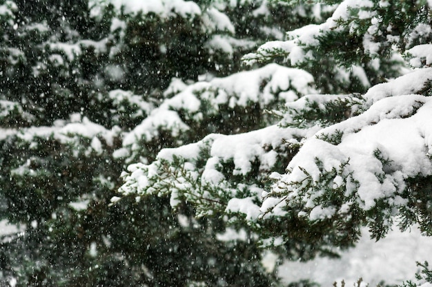 Arbre couvert de neige