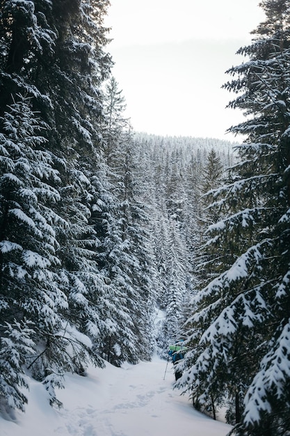 Photo un arbre couvert de neige