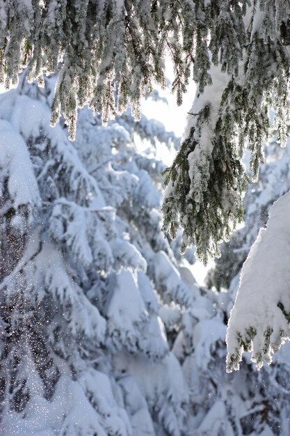 Arbre couvert de neige