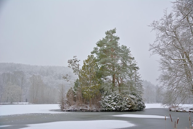 arbre couvert de neige