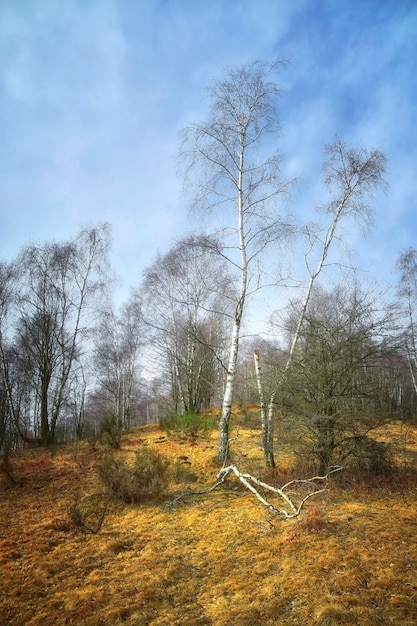 Un arbre dans les bois avec le mot blanc dessus