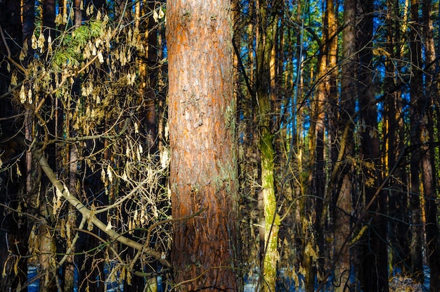 Un arbre dans les bois avec le mot "mort" en bas.