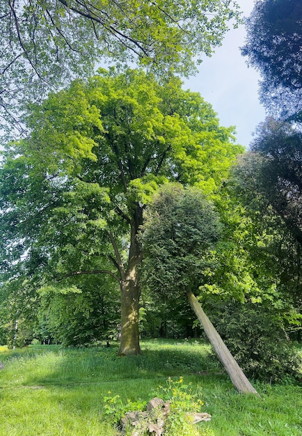 Un Arbre Dans Les Bois Avec Un Panneau Qui Dit 