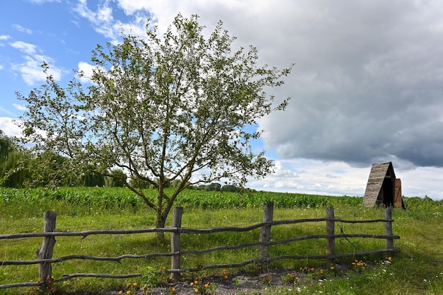 arbre dans un champ agricole à la périphérie du village