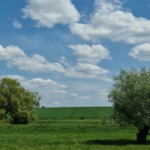 Un arbre dans un champ avec un ciel bleu et des nuages