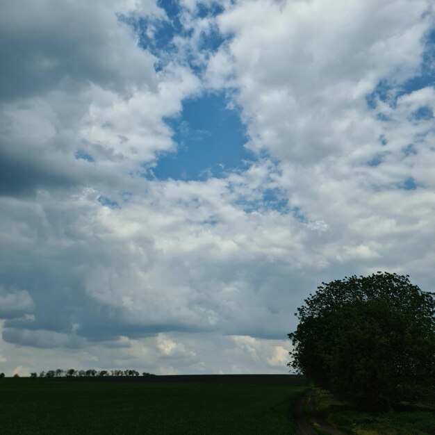 Un arbre dans un champ avec un ciel bleu et des nuages