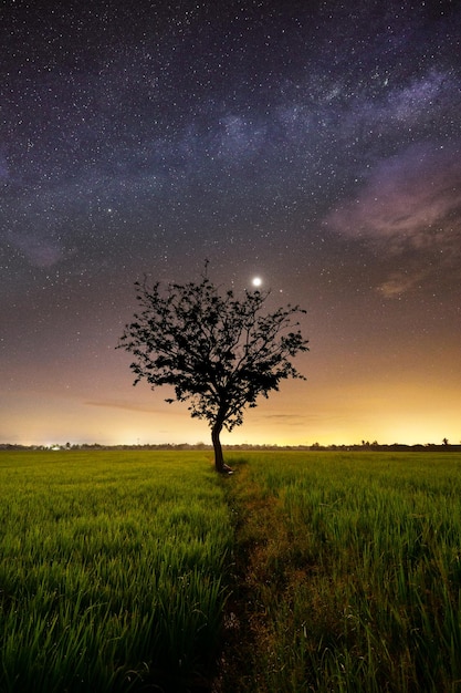 Un arbre dans un champ avec un ciel étoilé en arrière-plan