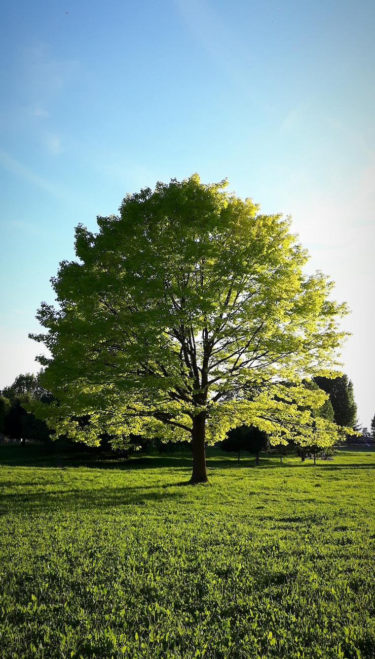 Photo arbre dans le champ contre un ciel clair