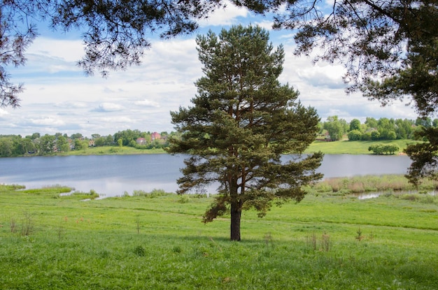 Photo un arbre dans un champ à l'extérieur de la ville.