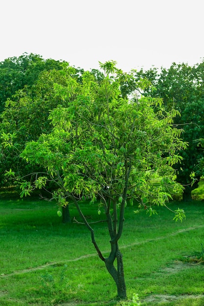 Un arbre dans un champ avec des feuilles vertes et un arbre au premier plan.