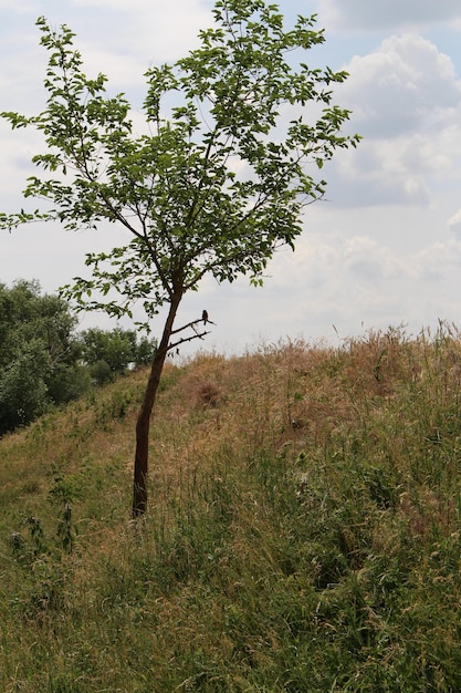 un arbre dans un champ herbeux