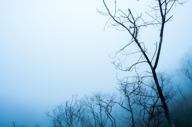 Photo un arbre dans un champ en hiver