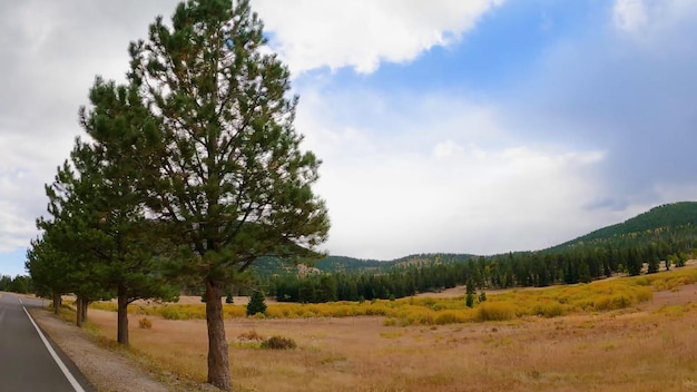 Un arbre dans un champ avec des montagnes en arrière-plan