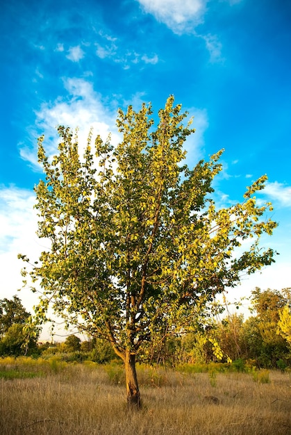 Arbre dans un champ par une journée ensoleillée