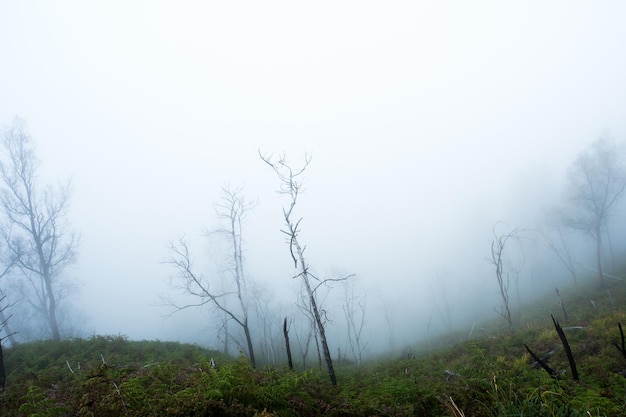 Arbre dans un champ saison d'hiver