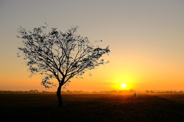 Un arbre dans un champ avec le soleil couchant derrière lui