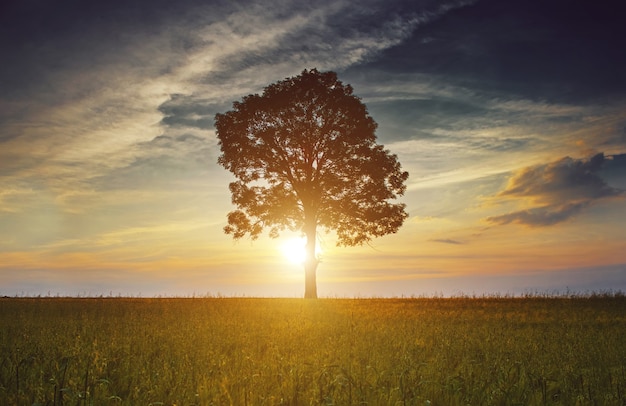 Arbre dans le champ Sunrise