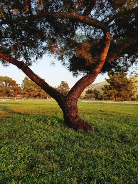 Photo arbre dans le champ