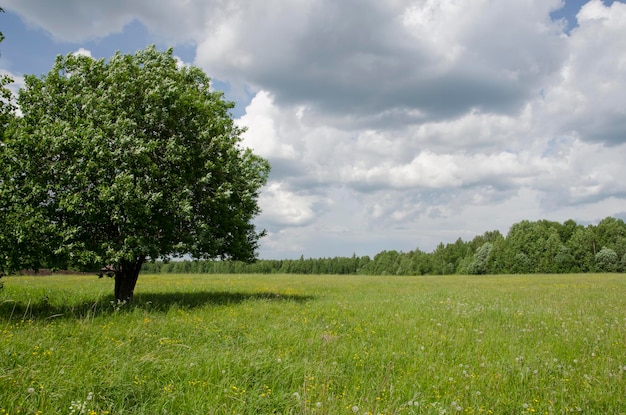 arbre dans un champ