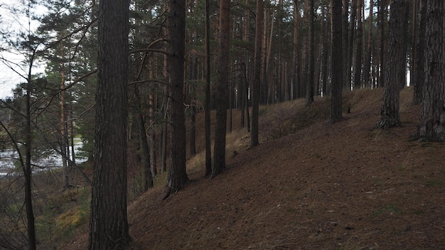 Photo un arbre dans un champ