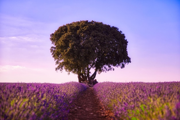 Arbre dans un champs de lavande Brihuega Espagne