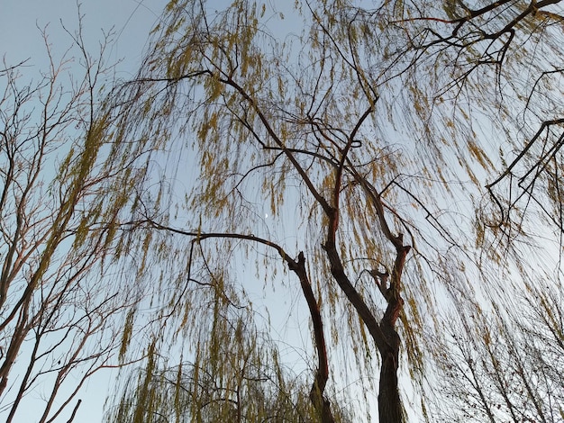 Un arbre dans le ciel avec les branches d'un saule pleureur