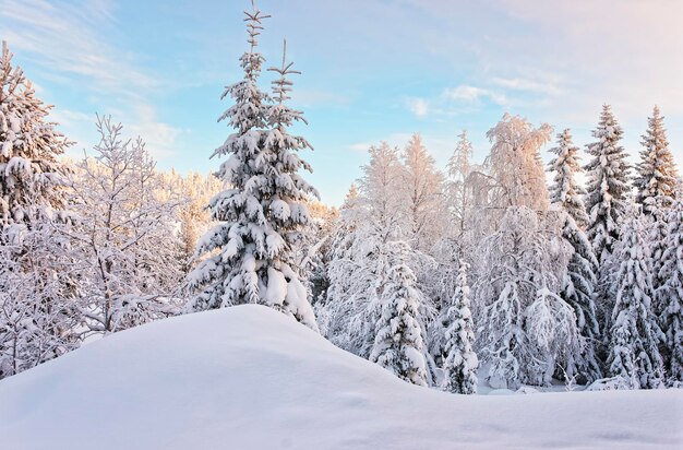 Arbre Dans Une Colline Au-dessus De La Forêt Couverte De Neige Dans Le Village De Ruka En Finlande Dans Le Cercle Polaire Arctique En Hiver