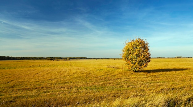 Arbre dans le domaine