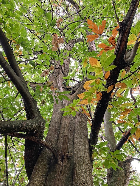 arbre dans la forêt avec des feuilles d'automne