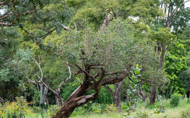 Un arbre dans la forêt avec le mot jungle dessus