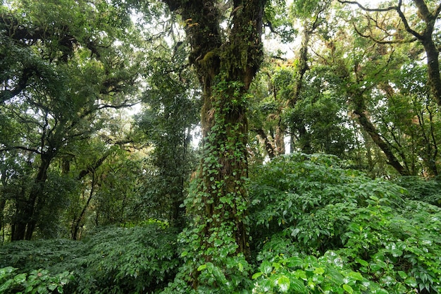 Un arbre dans la forêt avec des vignes qui poussent dessus