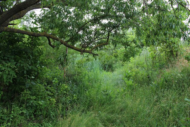 Un arbre dans une forêt