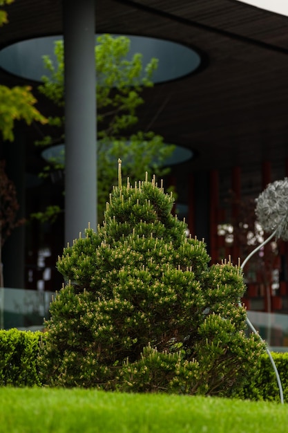 Un arbre dans un jardin avec un poteau blanc