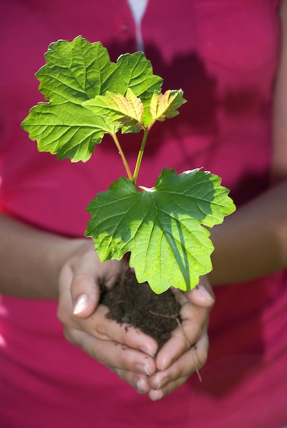 Arbre dans les mains