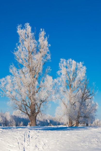 Arbre dans la neige au premier plan sur fond de forêt enneigée et de ciel