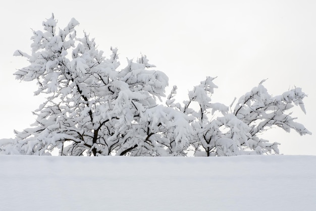 Arbre dans la neige. Sur un fond blanc. Copiez l'espace.